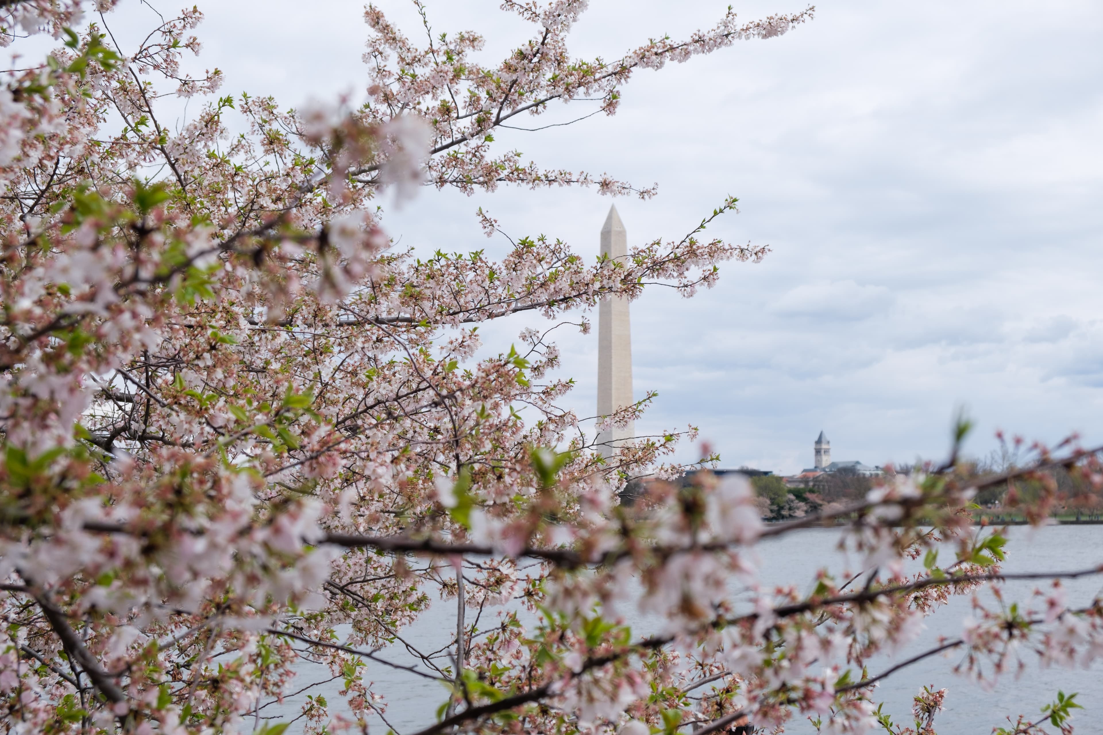 Cherry Blossoms in Washington, D.C.